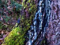 Harz und Moos am Fuße eines Baumstammes